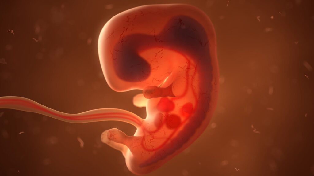 immagini di un feto durante lo sviluppo